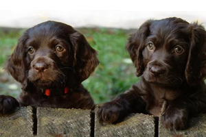 博伊金獵犬異食癖怎么辦 異食癖原因及治療方法