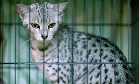 被埃及貓抓傷怎么治療 貓咪抓傷治療方法