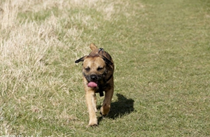 邊境梗發(fā)燒怎么辦 邊境梗發(fā)燒治療方法