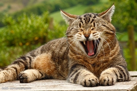 被威爾斯貓咬了怎么辦 威爾斯貓咬傷處理方法