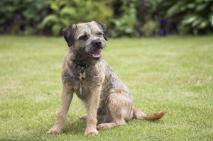 邊境梗怎么除狗虱子 邊境梗狗虱子去除方法