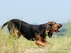 尋血獵犬發(fā)燒怎么解決 尋血獵犬發(fā)燒處理方案