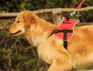 怎樣訓(xùn)練金毛狗隨行