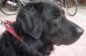 怎么訓(xùn)練平毛尋回犬裝死 平毛尋回獵犬裝死訓(xùn)練教程