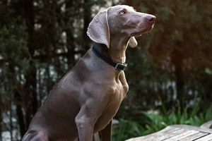 威瑪獵犬拉稀怎么辦 威瑪獵犬拉肚子解決方法