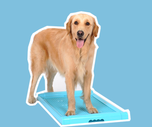 金毛犬怎么訓(xùn)練大小便