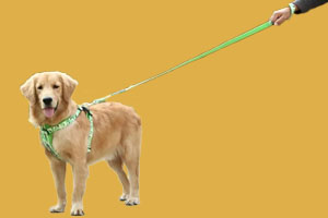 怎么訓練狗狗跟隨