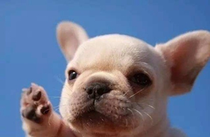 如何訓(xùn)練狗握手