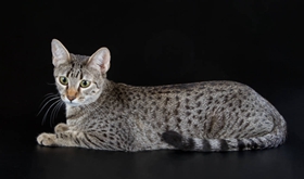 埃及貓視網(wǎng)膜炎原因有哪些 視網(wǎng)膜炎病因介紹