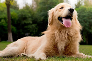 金毛犬怎么訓(xùn)練趴下