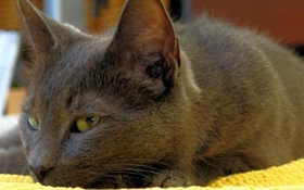 科拉特貓生病有什么表現(xiàn) 科拉特貓生病表現(xiàn)