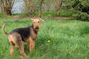 萬能梗吐黃水怎么辦 不吃飯吐黃水解決辦法