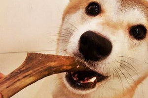 狗狗護(hù)食怎么辦