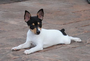 玩具獵狐梗腸胃炎癥狀有哪些 玩具獵狐梗腸胃炎治療方法