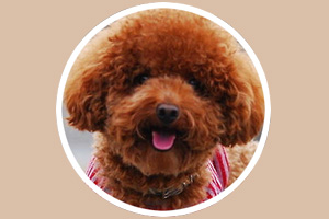 泰迪犬怎么養(yǎng)