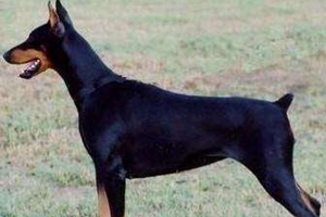 杜賓犬打架怎么辦