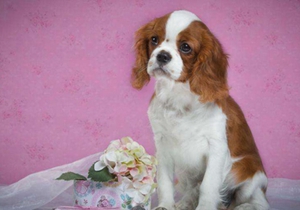 西班牙小獵犬上廁所怎么訓練 西班牙小獵犬排泄訓練