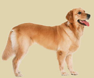 狗咬人怎么訓(xùn)