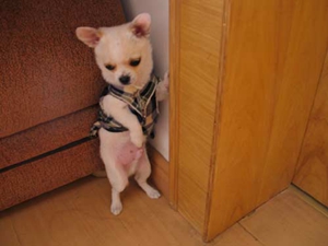 怎么訓(xùn)練狗狗罰站