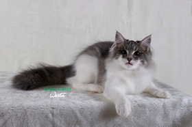 西伯利亞貓腎衰怎么辦 貓咪腎衰原因介紹