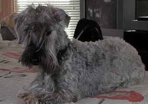 錫利哈姆梗趴下怎么訓(xùn)練 錫利哈姆梗躺下訓(xùn)練教程