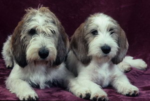 迷你貝吉格里芬凡丁犬嘔吐拉稀原因及解決方法