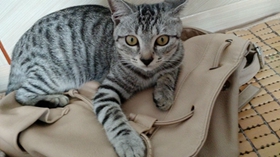 美國(guó)短尾貓拉稀吃什么 美國(guó)短尾貓拉稀原因