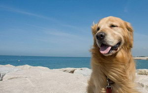 拉布拉多怎么學(xué)游泳 拉布拉多游泳學(xué)習(xí)技巧