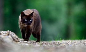 東奇尼貓發(fā)燒怎么辦 東奇尼貓發(fā)燒解決辦法