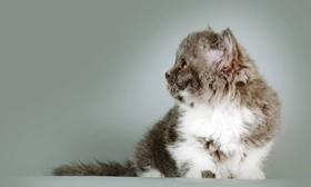 塞爾凱克卷毛貓有牙結(jié)石怎么辦 牙結(jié)石治療方法