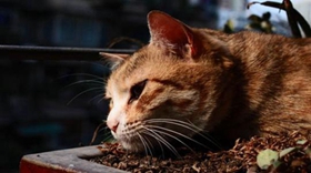 威爾斯貓干嘔怎么回事 威爾斯貓干嘔原因分析