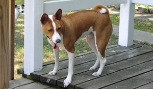 巴仙吉犬嘔吐怎么辦 巴仙吉犬嘔吐原因介紹