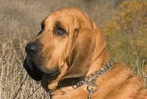 尋血獵犬感冒怎么辦 尋血獵犬感冒治療方法