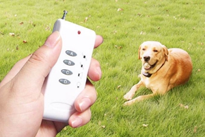 狗狗止吠器種類介紹