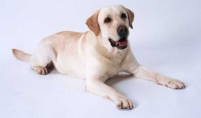 怎么訓(xùn)練狗狗趴下