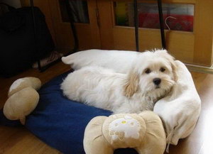 迷你貝吉格里芬凡丁犬感冒的癥狀及治療方法