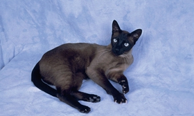 東奇尼貓淚痕怎樣清理 淚痕清理方法