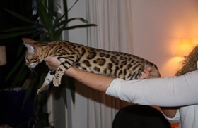 被熱帶草原貓咬了怎么辦 熱帶草原貓咬傷處理辦法