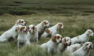 如何訓練西班牙小獵犬站立 西班牙小獵犬站立訓練