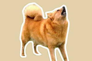 怎么訓(xùn)練狗不亂叫