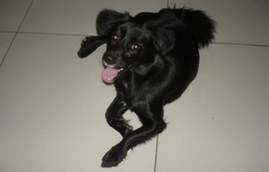 怎么訓(xùn)練平毛尋回獵犬站立 平毛尋回犬站立訓(xùn)練方法