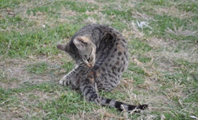 埃及貓吃什么驅(qū)蟲藥 埃及貓驅(qū)蟲方法