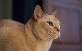 緬甸貓得了皮膚病如何治療 皮膚病治療方法