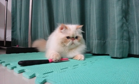 喜馬拉雅貓尿結(jié)石怎么辦 貓咪尿結(jié)石解決辦法