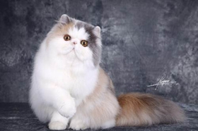 怎么防止加菲貓的毛球癥 加菲貓毛球癥解決辦法