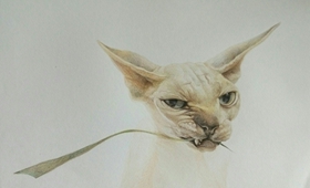 加拿大無(wú)毛貓感冒吃什么藥