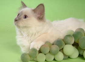 山東獅子貓得乳腺腫瘤怎么辦 貓咪乳腺腫瘤治療方法