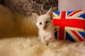 東方短毛貓貧血有哪些癥狀 貓咪貧血癥狀