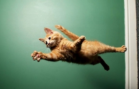 緬因貓為什么會(huì)打噴嚏 緬因貓打噴嚏原因介紹