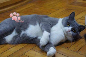 英國(guó)短毛貓生病吃什么 英短生病飲食介紹